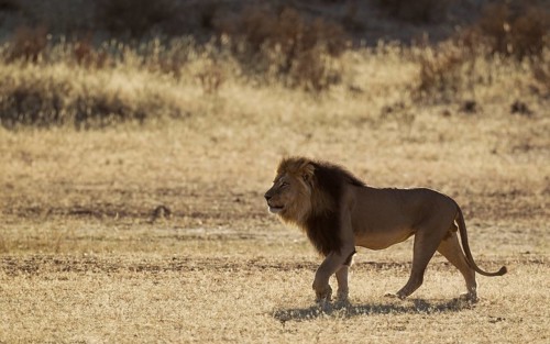 Black-maned Lion