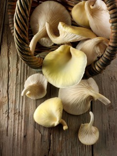 Golden oyster mushrooms