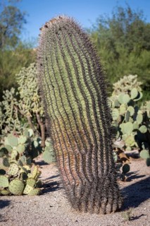 Fishhook barrel cactus