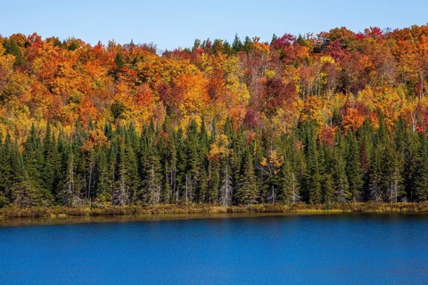 Mixed forest
