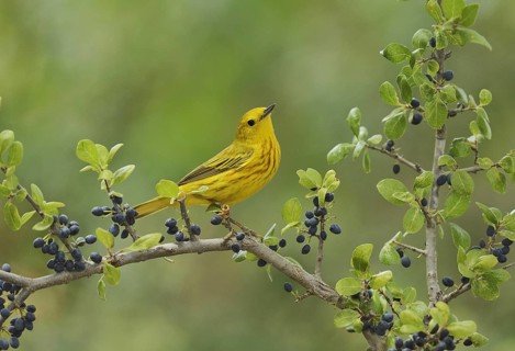 Yellow Warbler