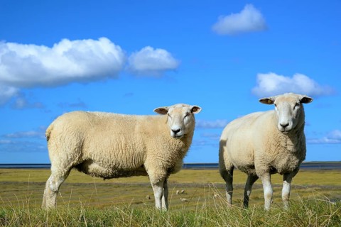 Sheep