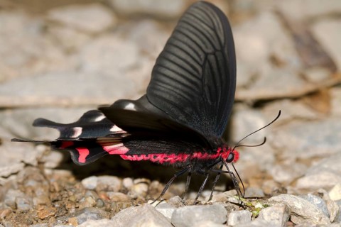 Butterfly Common Rose