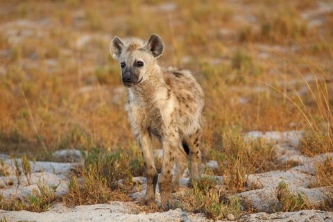 Spotted Hyena