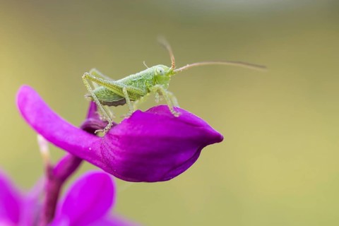 Speckled bush-cricket
