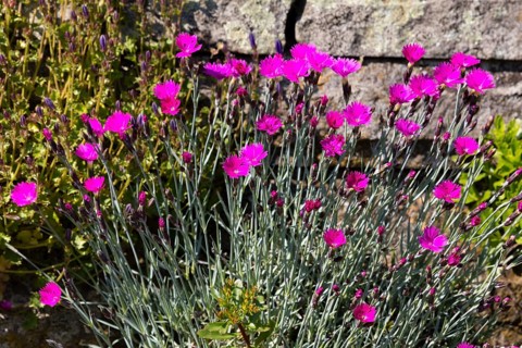 Wood pink