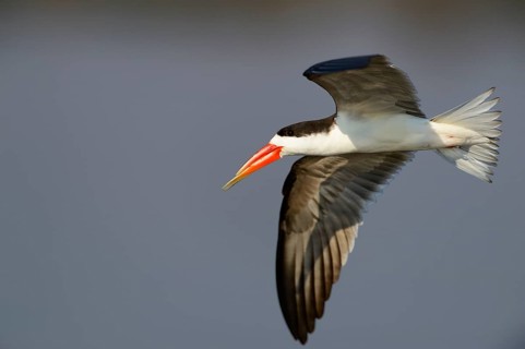 African skimmer
