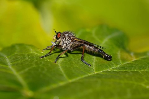 Robber fly