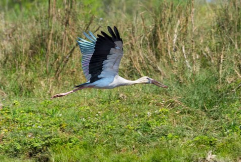 Asian Openbill Stork