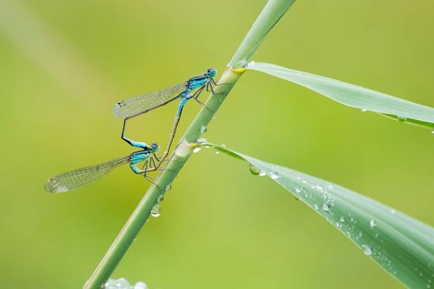 Blue-tailed damselflyn