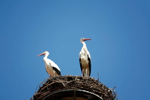 White stork