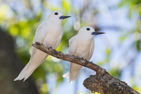 White terns