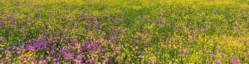 Sea of blossoms