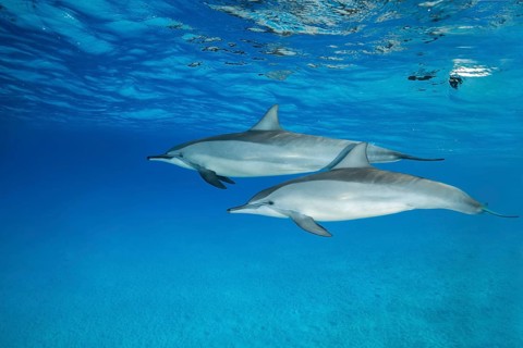 Pair of Spinner Dolphins