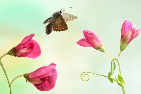 Brown argus