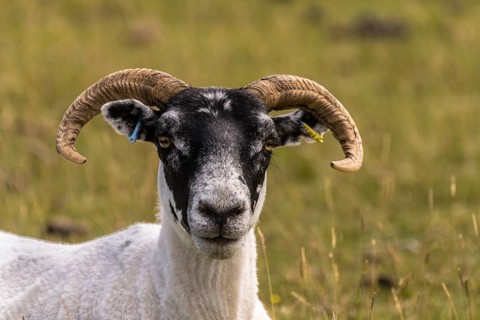 Domestic sheep