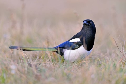 Magpie