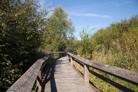 Boardwalk through septic drain fields