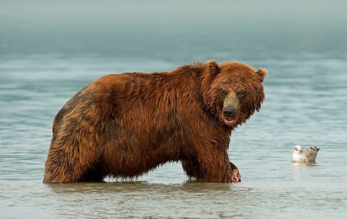Brown bear