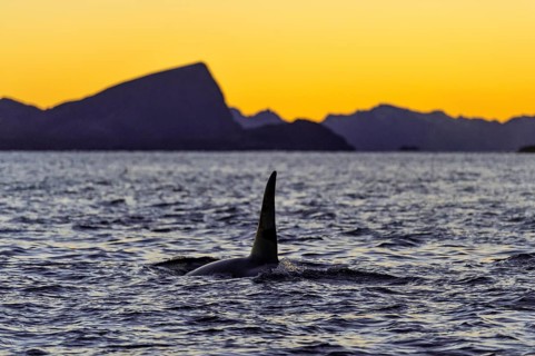 Orca
