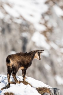 Chamois