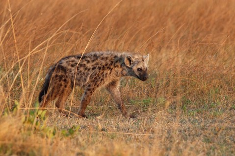 Spotted Hyena