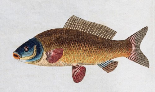 Common carp