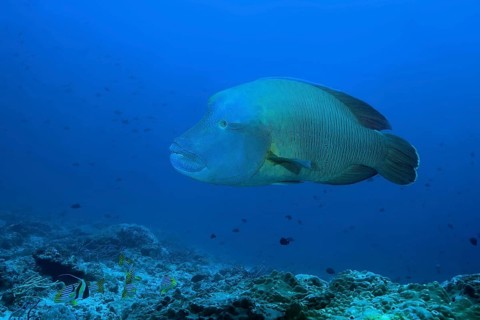 Napoleon Wrasse or Humphead Wrasse