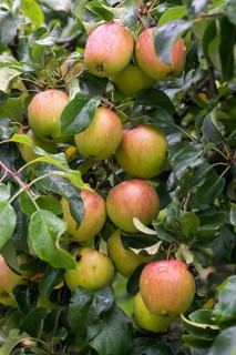 Apple tree
