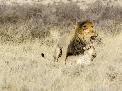 Lions