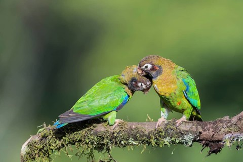 Brown-hooded Parrots