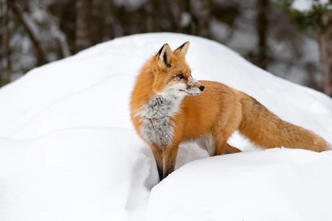 Red Fox