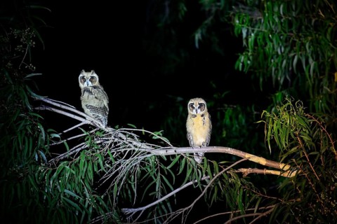 Striped owls