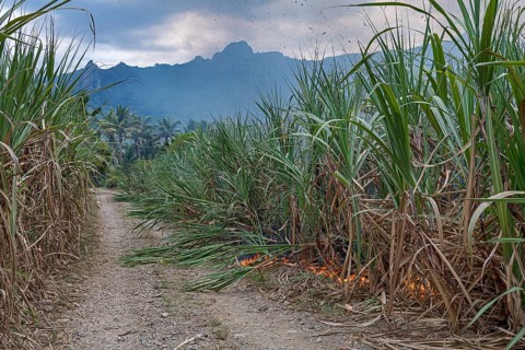 Burning Sugar cane field