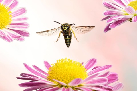 Ancistrocerus nigricornis