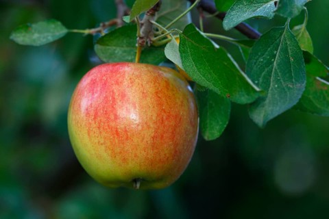 Apple on the apple tree