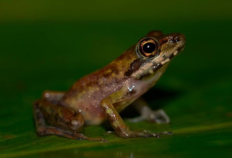 Frog