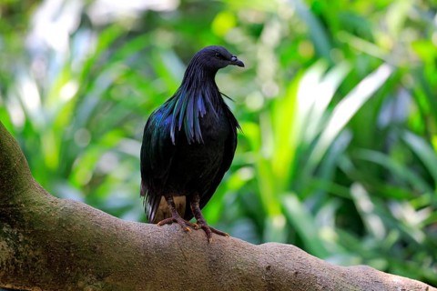 Nicobar Pigeon