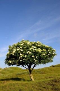 Elderberry