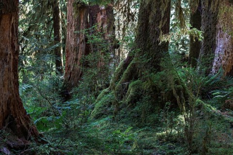 Trees in the Hoh Rainforest