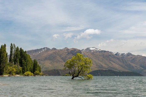 Single tree standing in the water