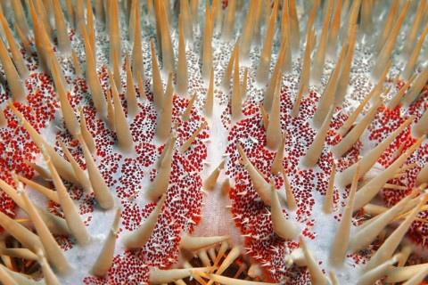 Crown-of-thorns starfish