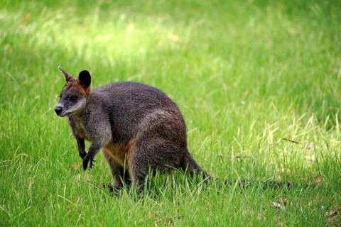 Swamp Wallaby
