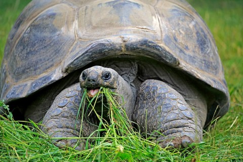 Aldabra Giant Tortoise
