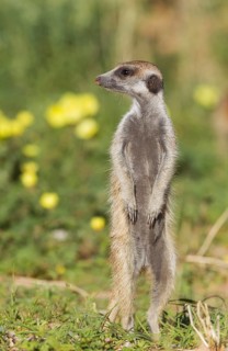 Suricate or meerkat