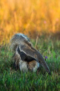 Giant anteater