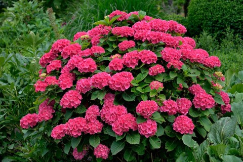 Hydrangea