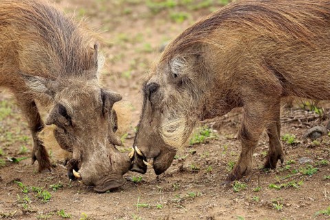Warthog