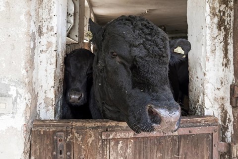 Bull with calf looking out of stable door