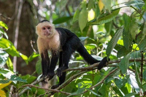 White-headed Capuchin